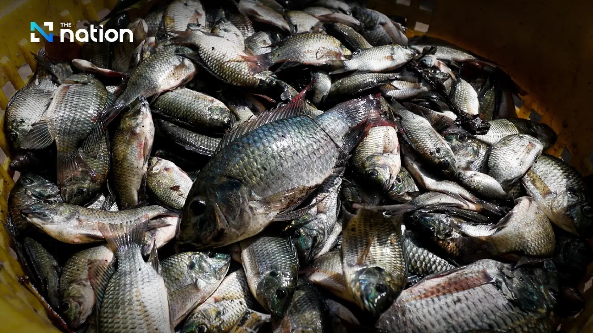 Blackchin Tilapia, the Ornamental Fish Trade, and the Challenge of Cross-Border Movement of Aquatic Species